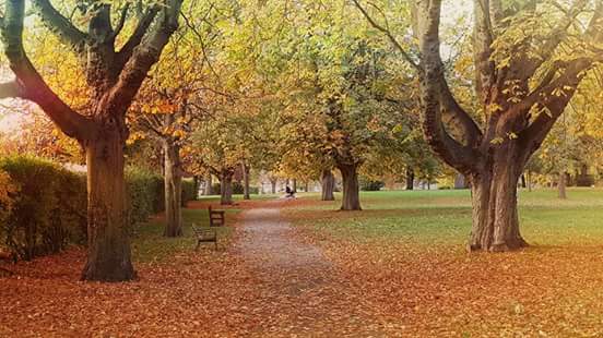 autumn park shot